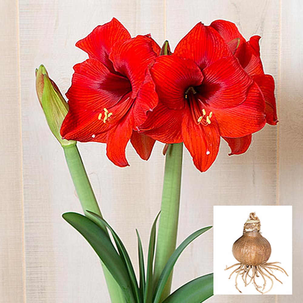 Amaryllis 'Double Six,' one bulb in linen bag