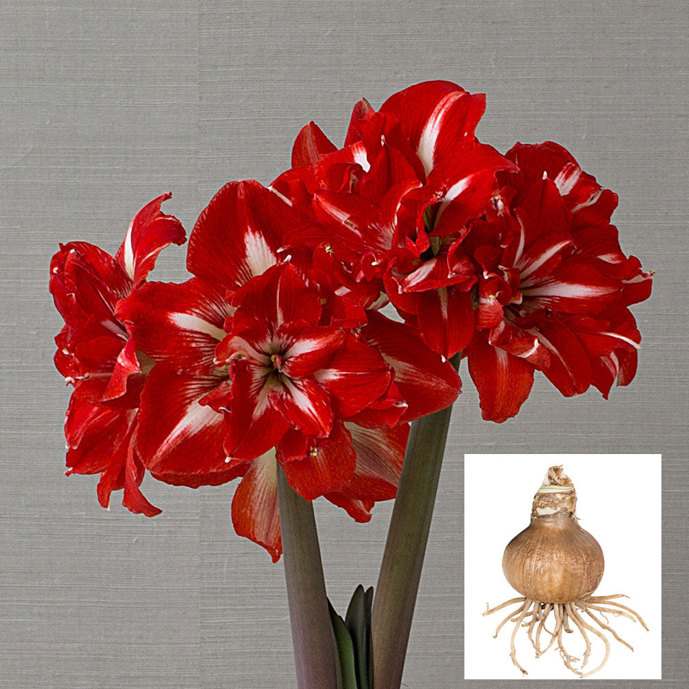 Amaryllis 'Rock 'n Roll,' one bulb in linen bag
