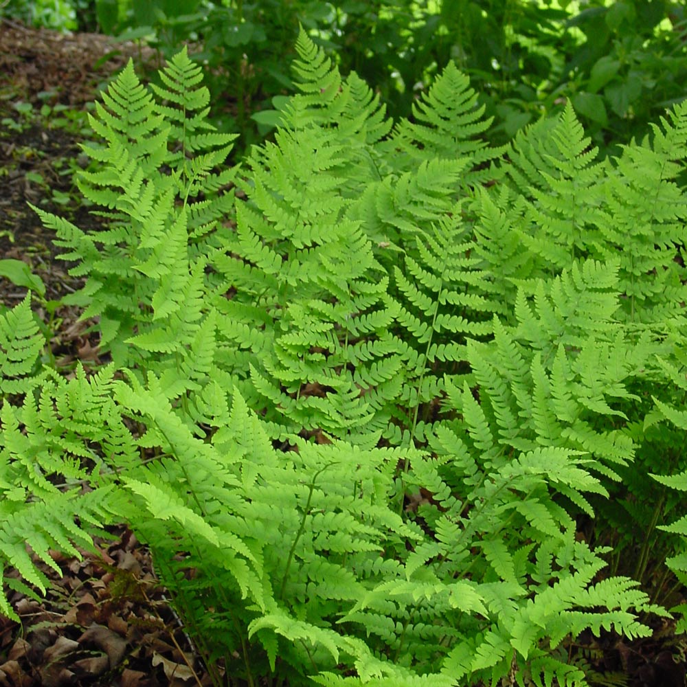 Dryopteris marginalis