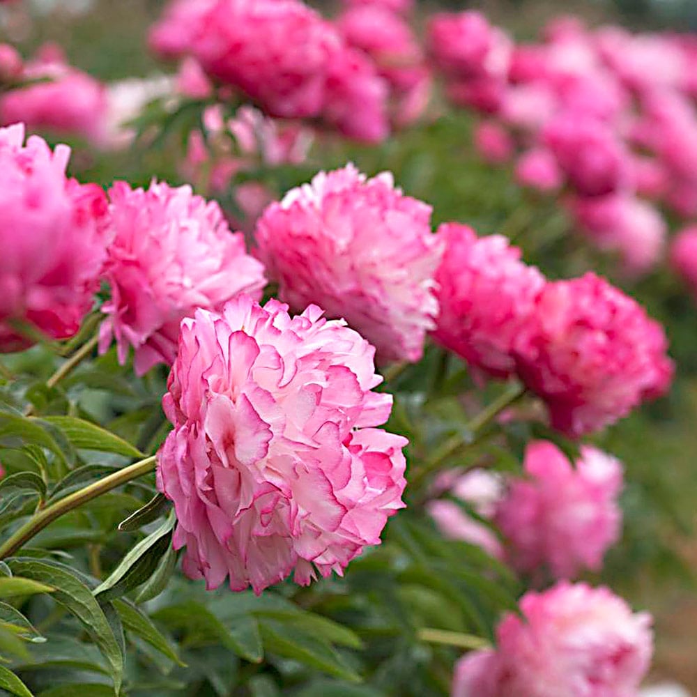 Uncommon Treasures Peony Trio