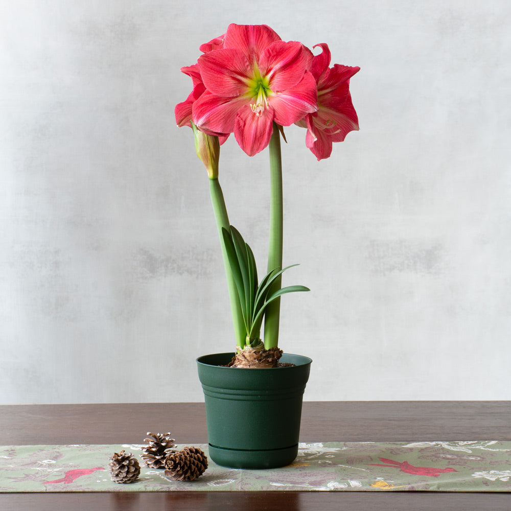 Amaryllis 'Candy Floss,' one bulb in nursery pot