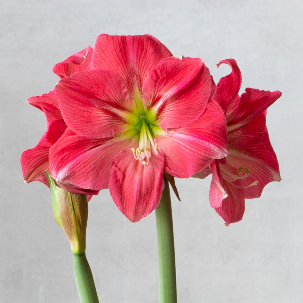 Amaryllis 'Candy Floss,' one bulb in nursery pot