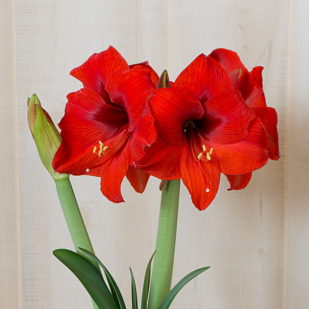 Amaryllis 'Double Six,' one bulb in natural jute basket