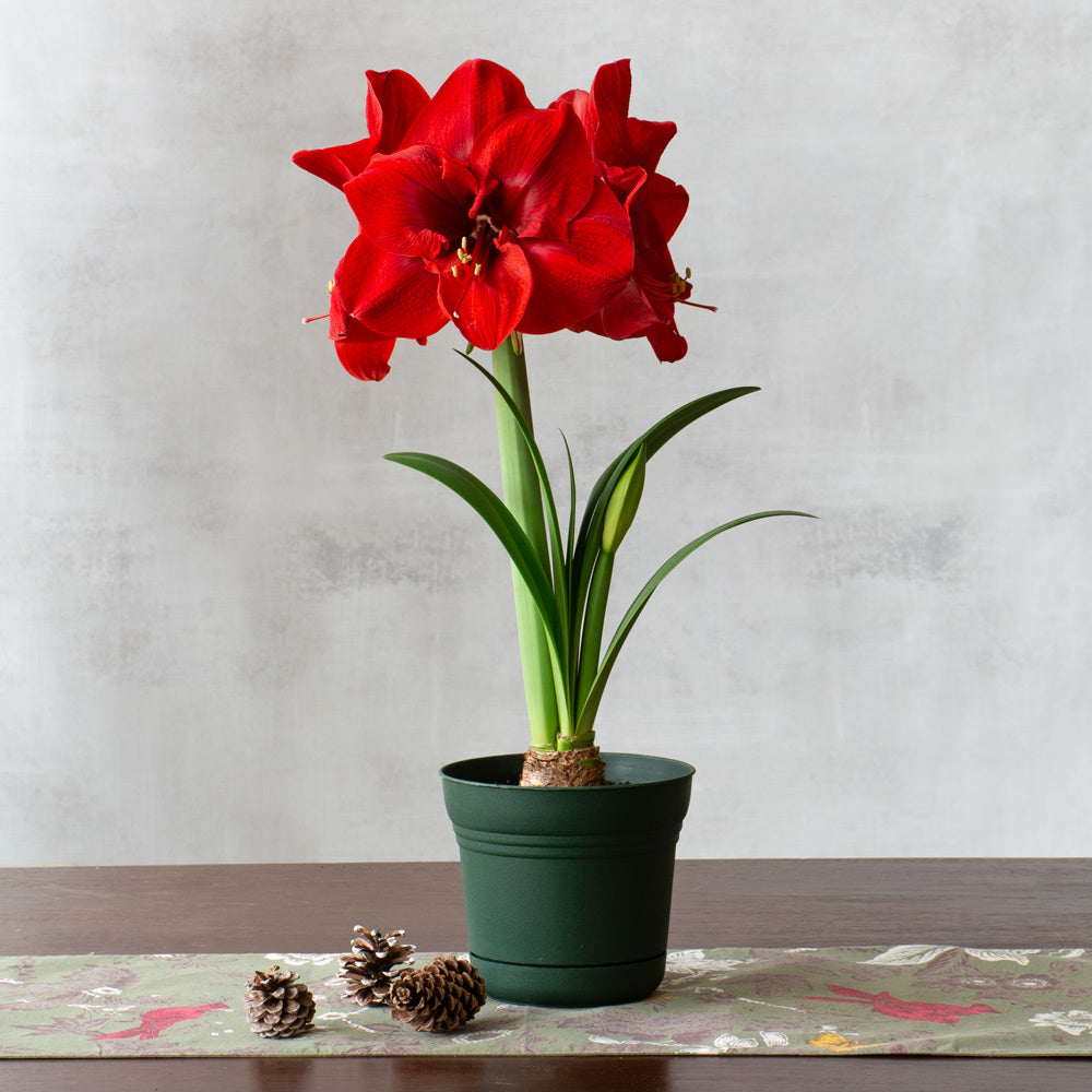 Amaryllis 'Merry Christmas,' one bulb in nursery pot