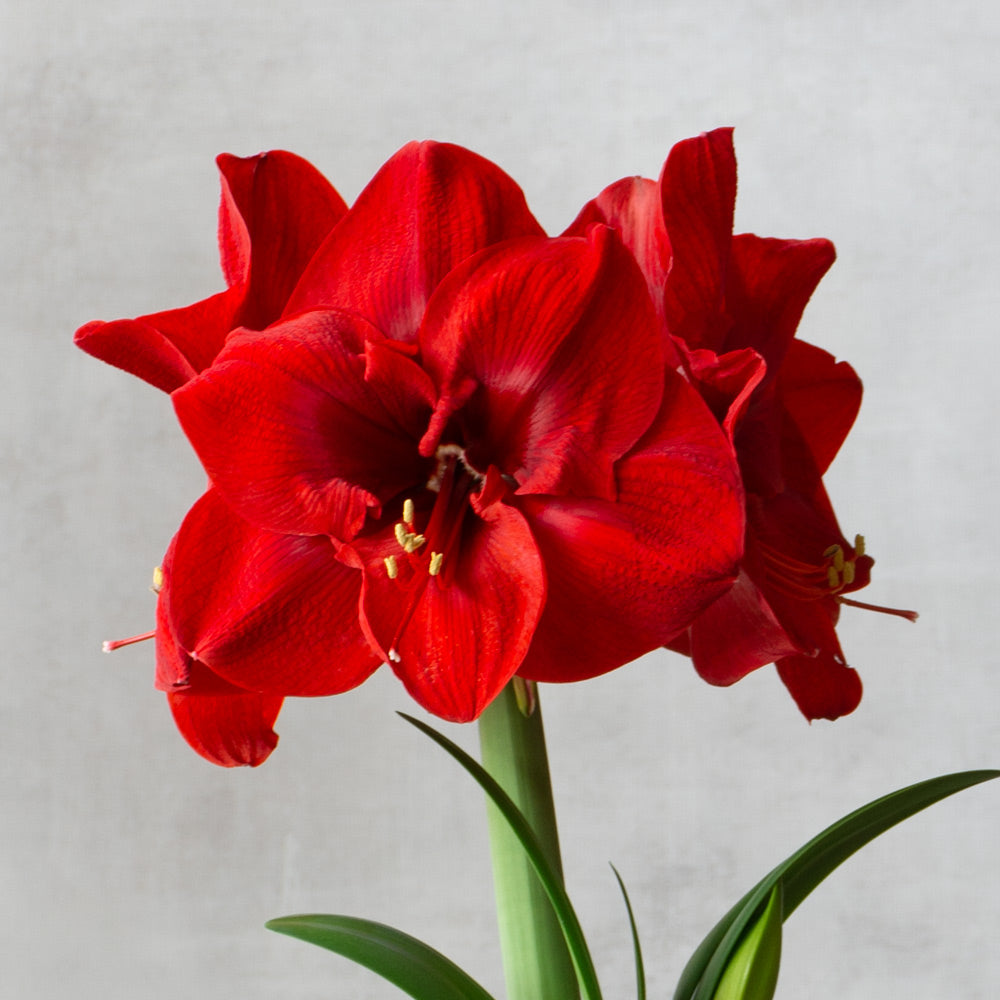 Amaryllis 'Merry Christmas,' one bulb in nursery pot