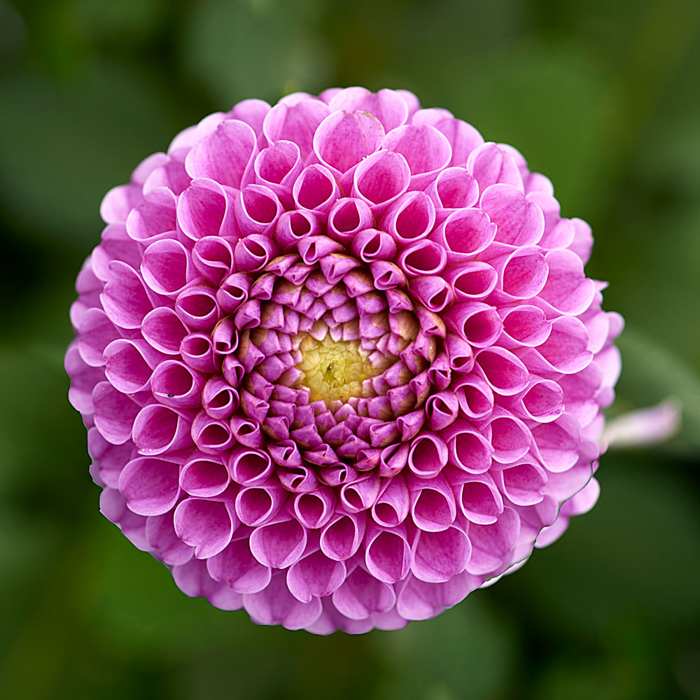 Lilac Time Dahlia Collection