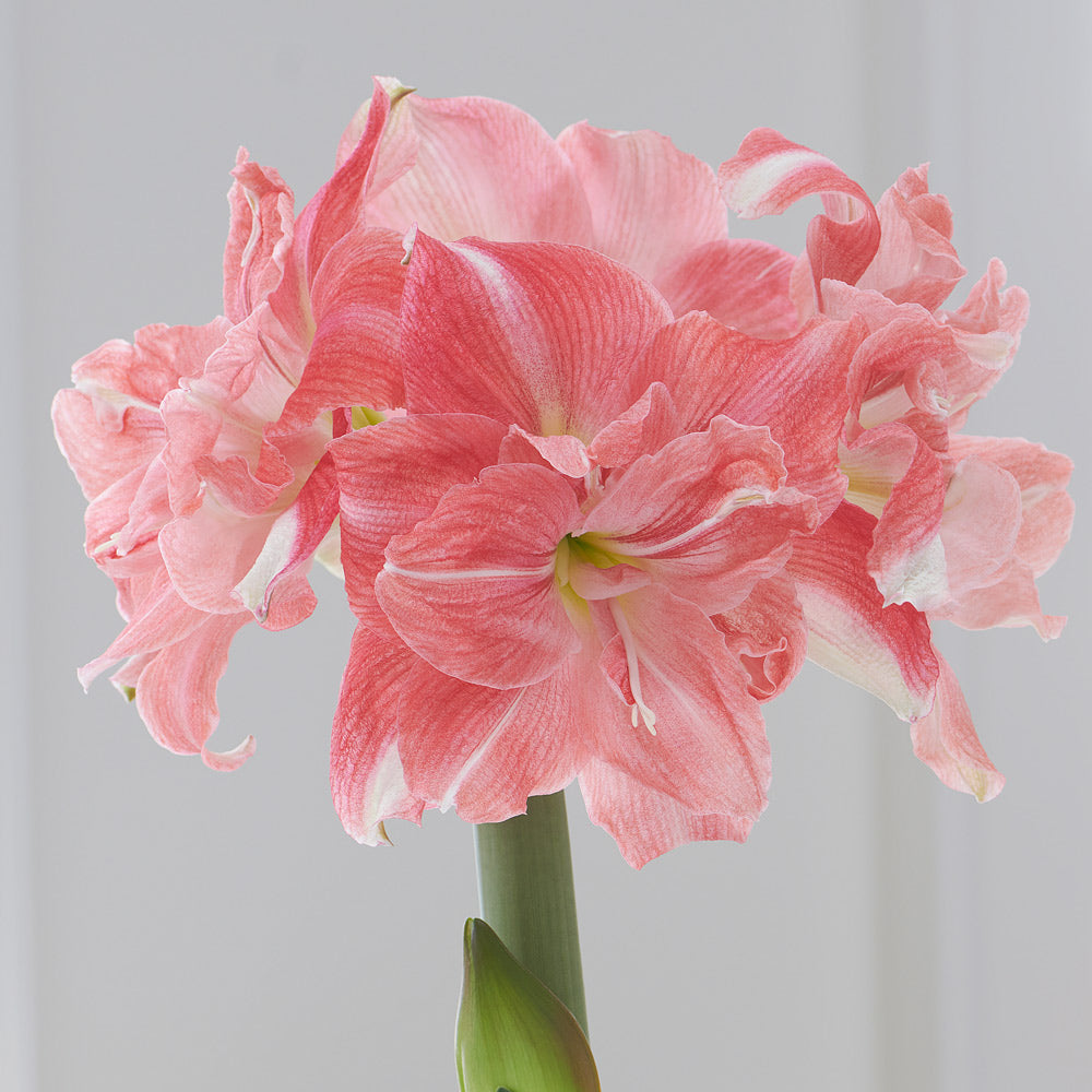 Amaryllis 'Rozetta,' one bulb in natural jute basket