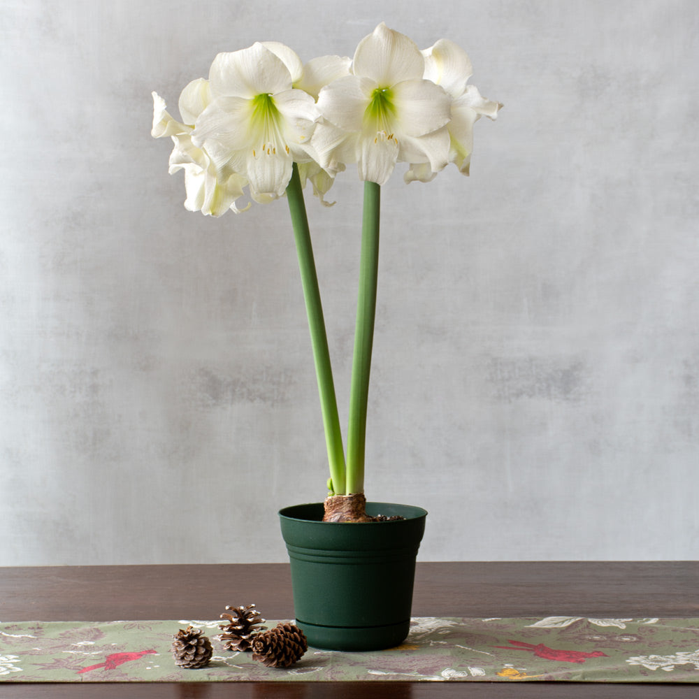 Amaryllis 'Wedding Dance,' one bulb in nursery pot