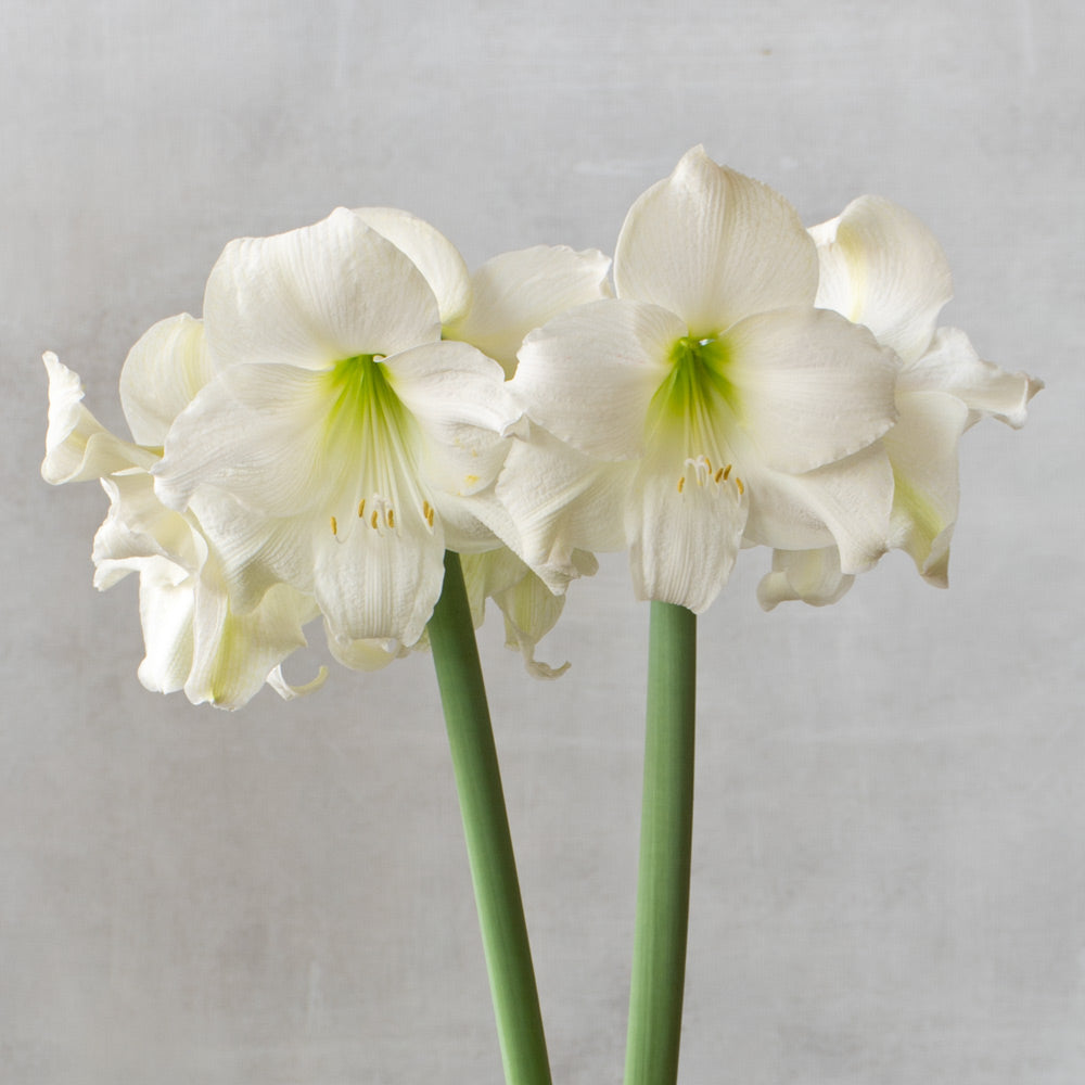 Amaryllis 'Wedding Dance,' one bulb in natural jute basket