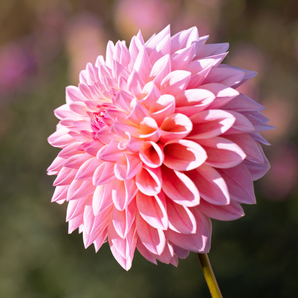 Dreams in Bloom Dahlia Collection