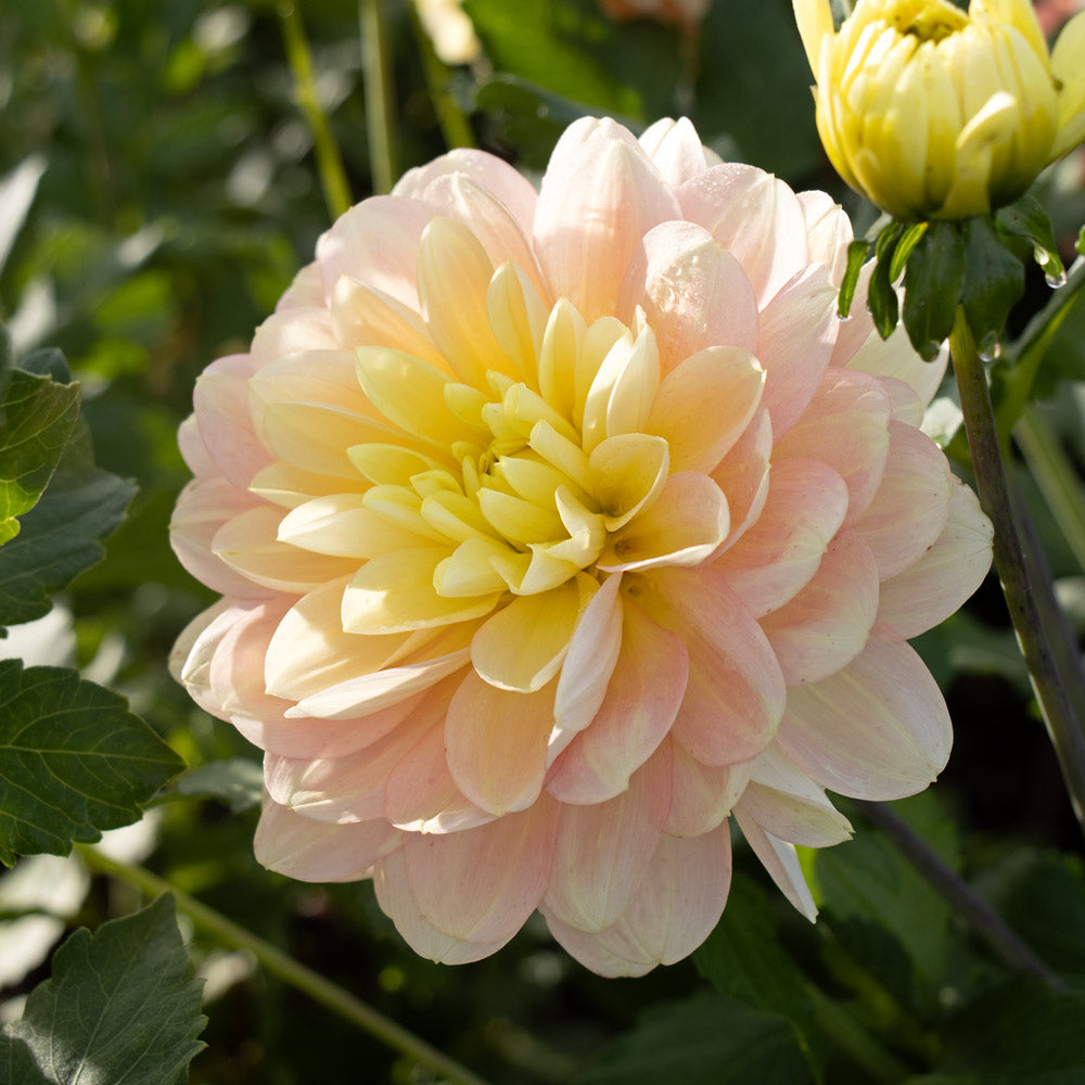 Dreams in Bloom Dahlia Collection