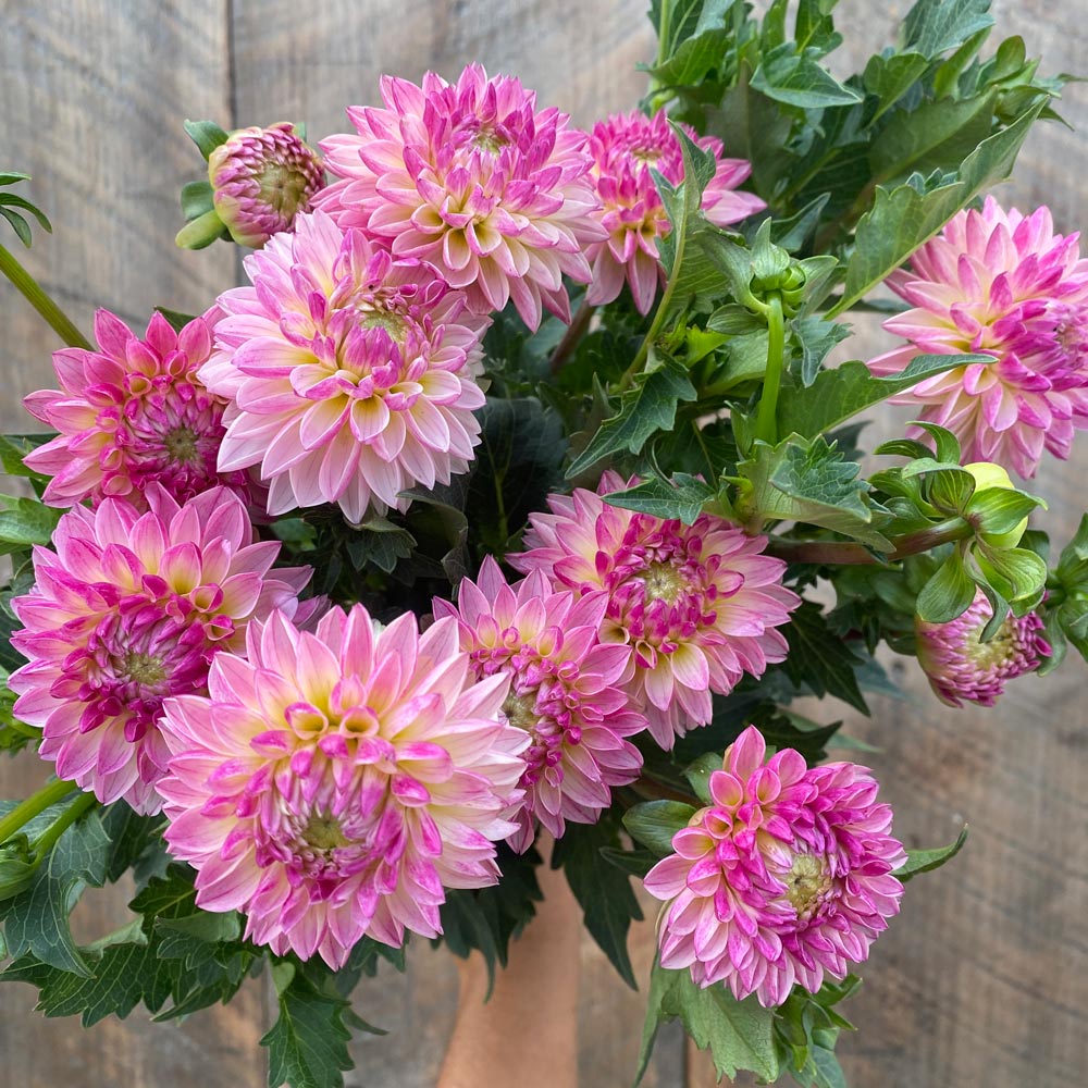 Dahlia 'Valley Porcupine'