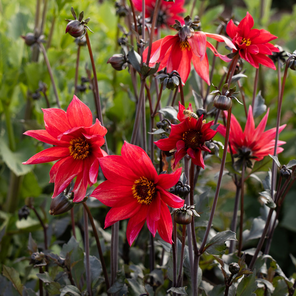 High Drama Dahlia Collection