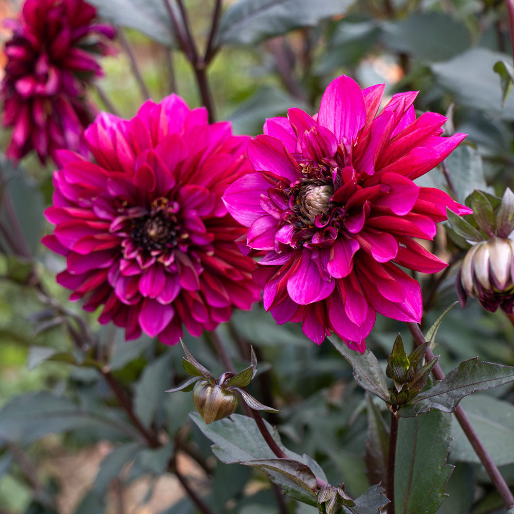 Berrylicious Dahlia Collection