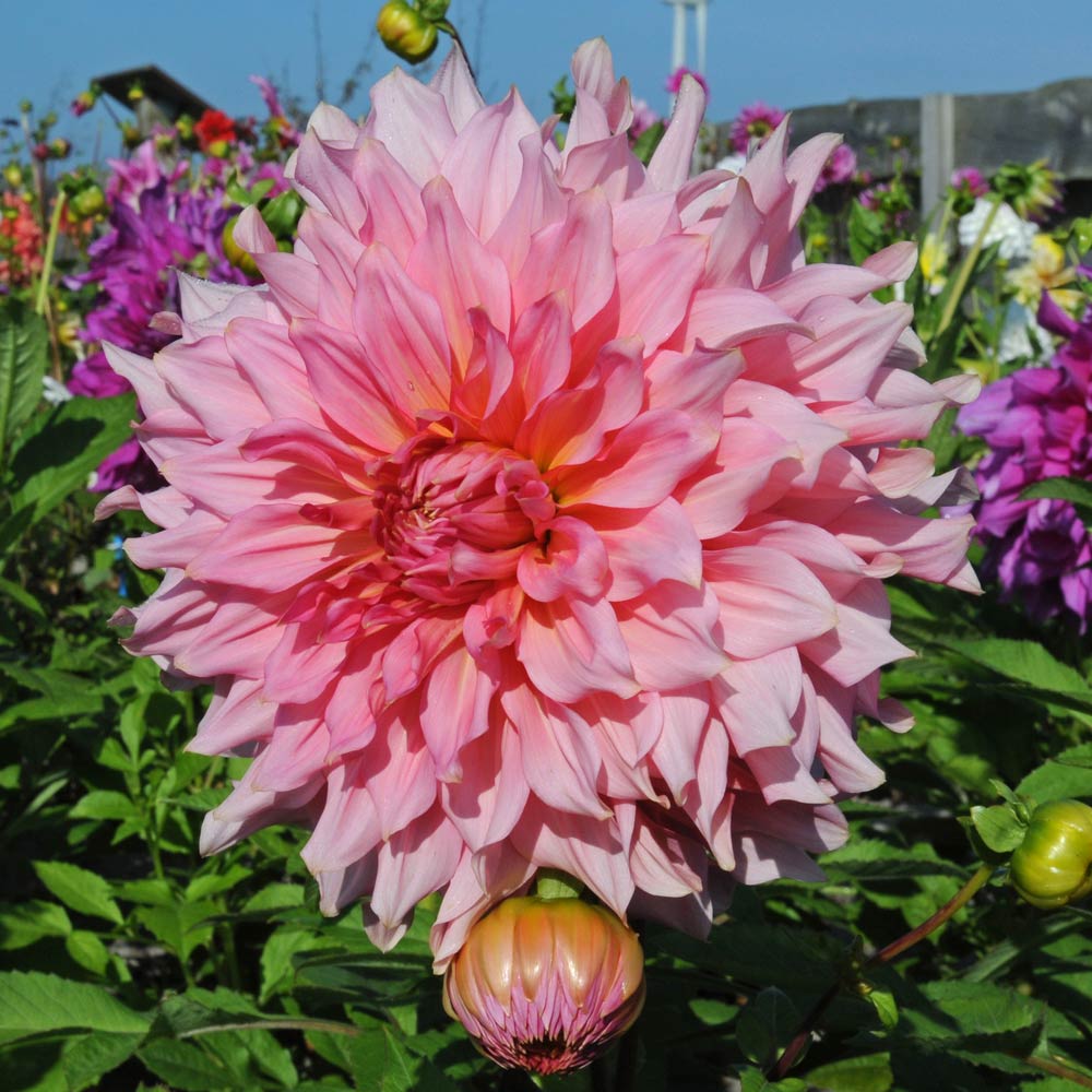 Berrylicious Dahlia Collection