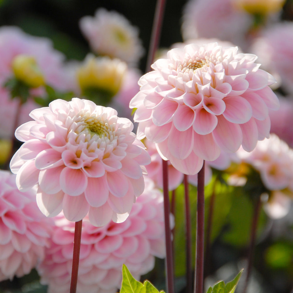 Dahlia 'Wizard of Oz'