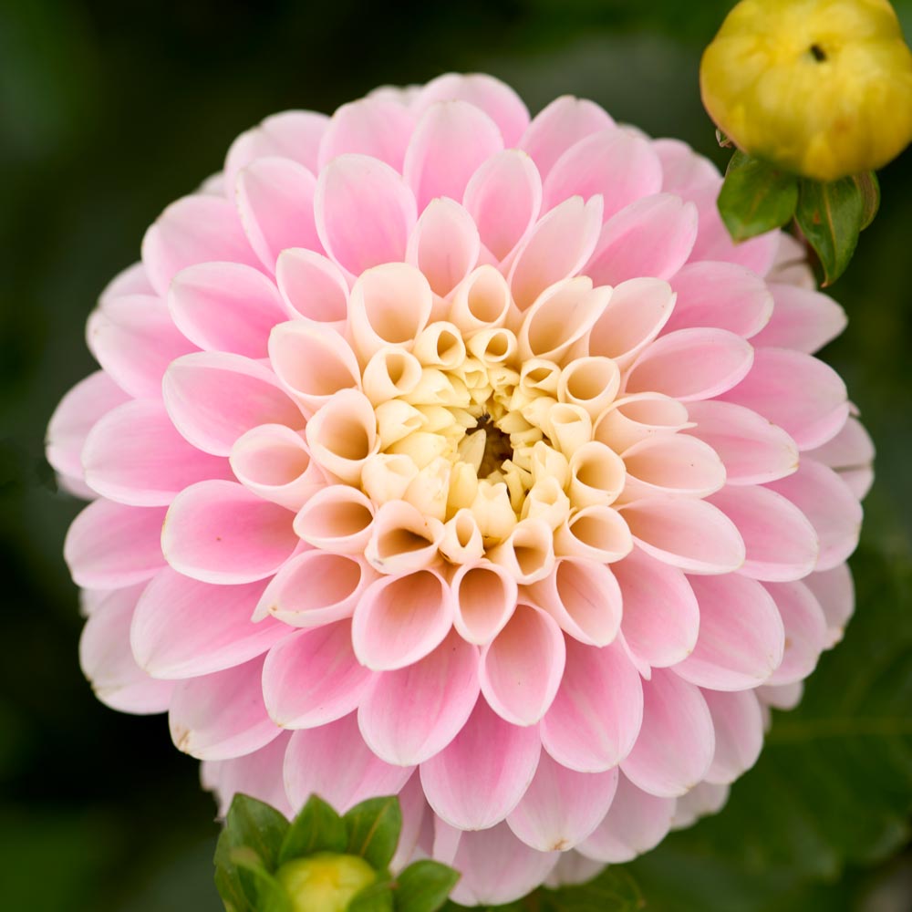 Berrylicious Dahlia Collection