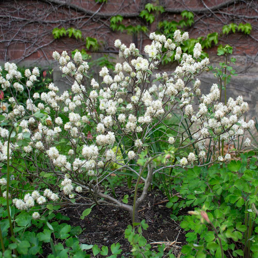 Fothergilla x intermedia 'Mount Airy'