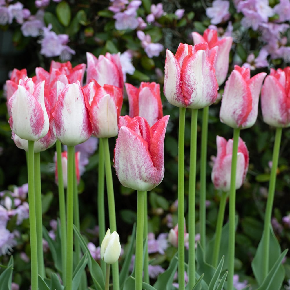 Tulip 'Beauty Trend'