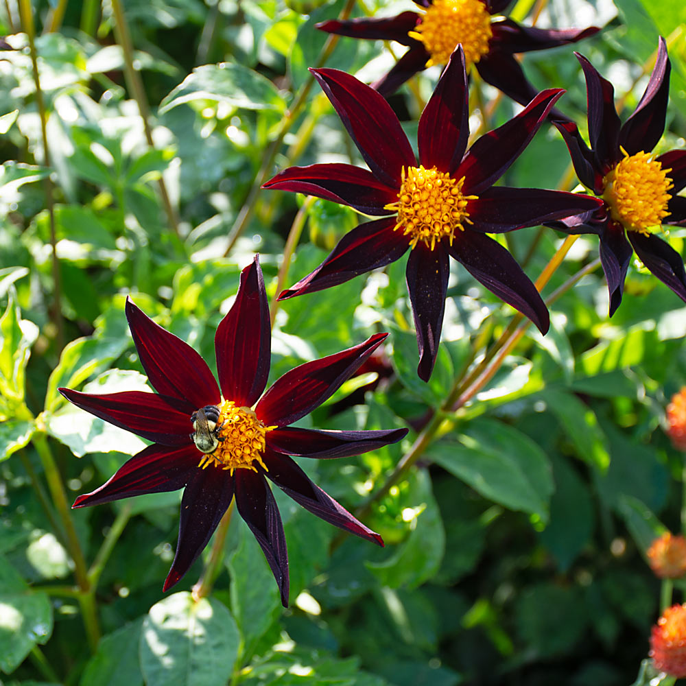 High Drama Dahlia Collection