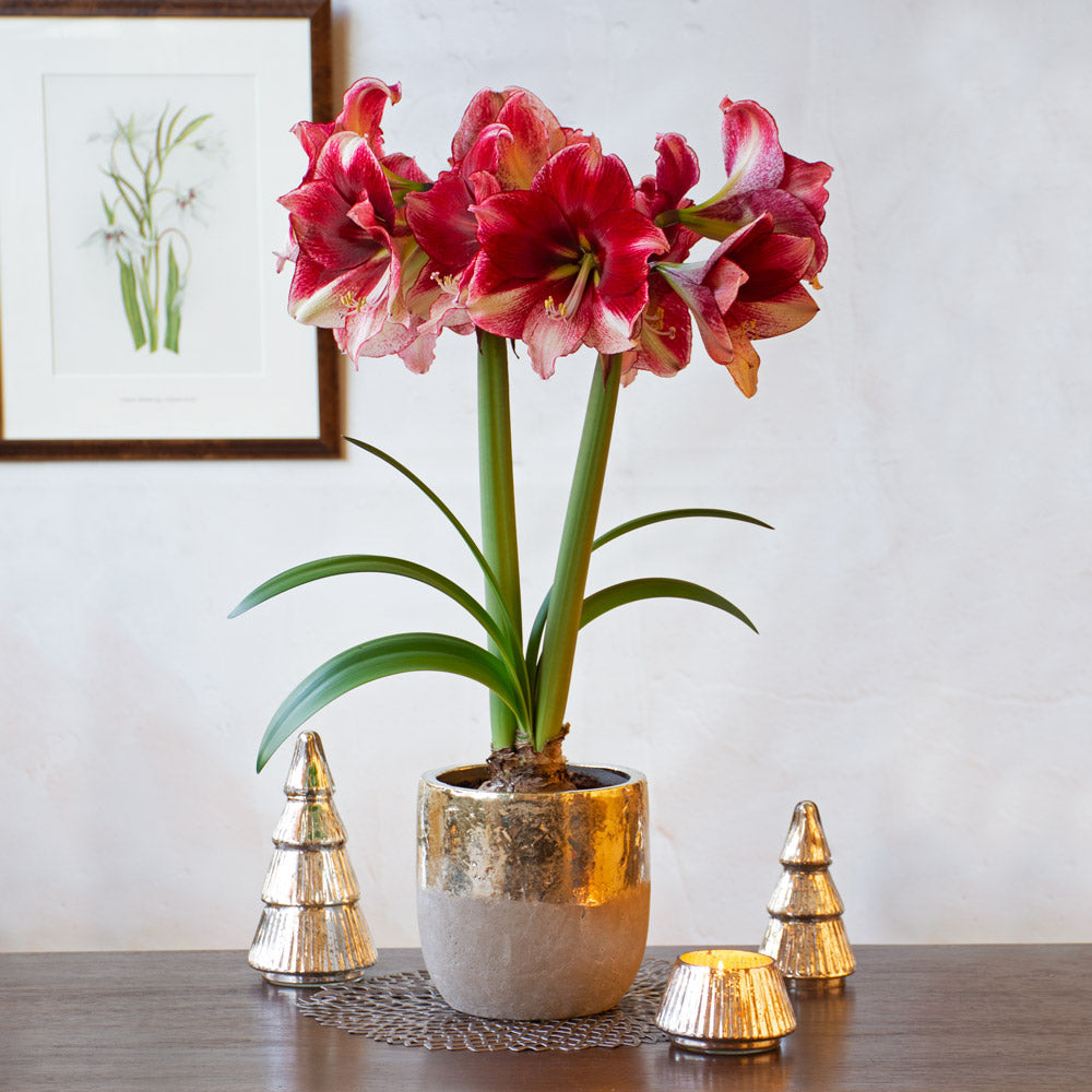 Amaryllis 'American Dream,' one bulb with Touch of Gold Ceramic Cachepot Kit