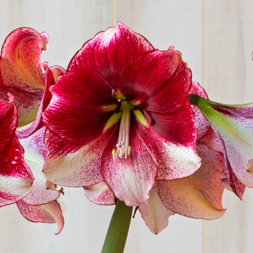 Amaryllis 'American Dream,' one bulb with Touch of Gold Ceramic Cachepot Kit