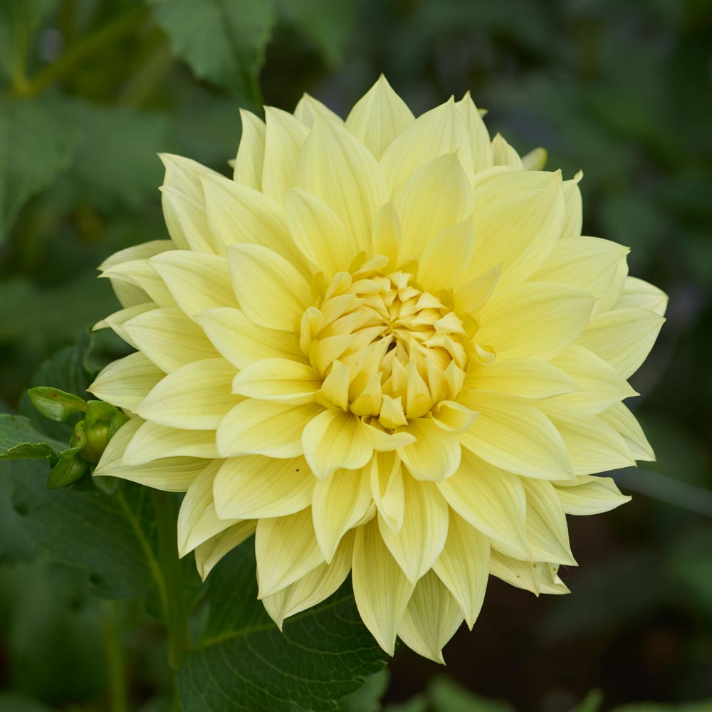 Let It Shine Dahlia Collection