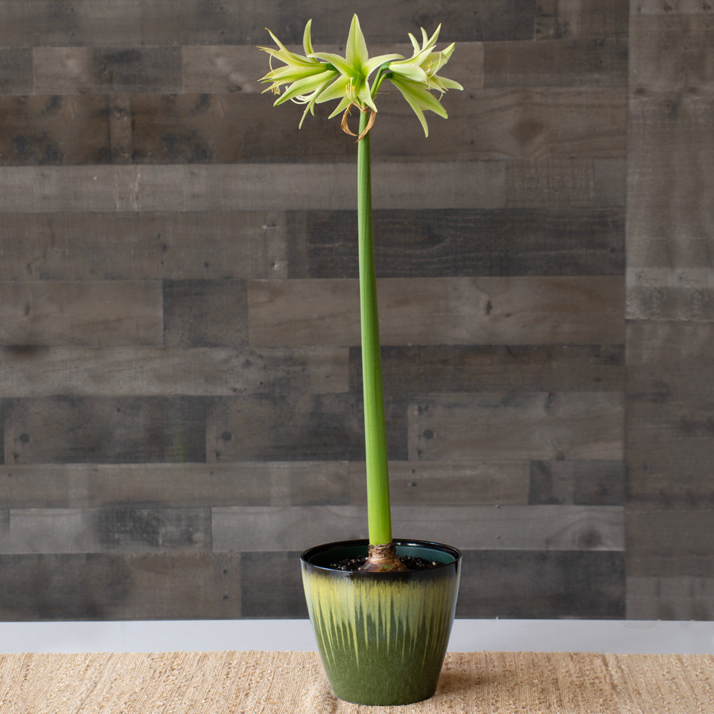Amaryllis 'Evergreen,' one bulb in resin cachepot