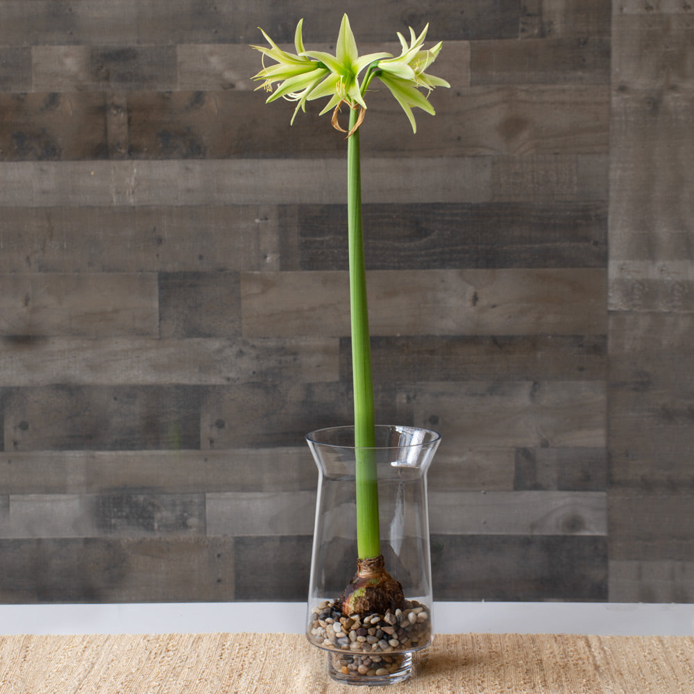 Amaryllis 'Evergreen,' one bulb with tapered hurricane vase kit