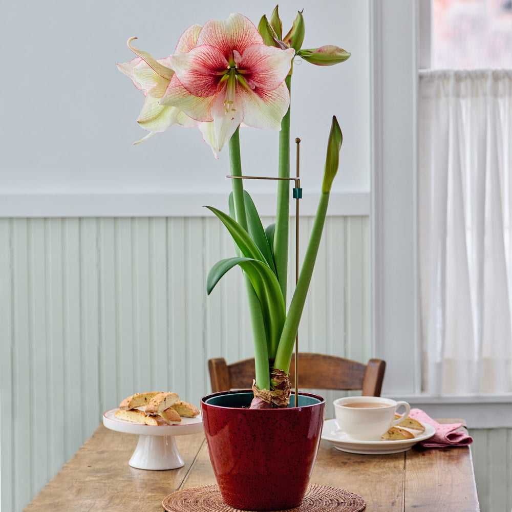 Amaryllis 'Grandise Fantasy,' one bulb in red resin cachepot