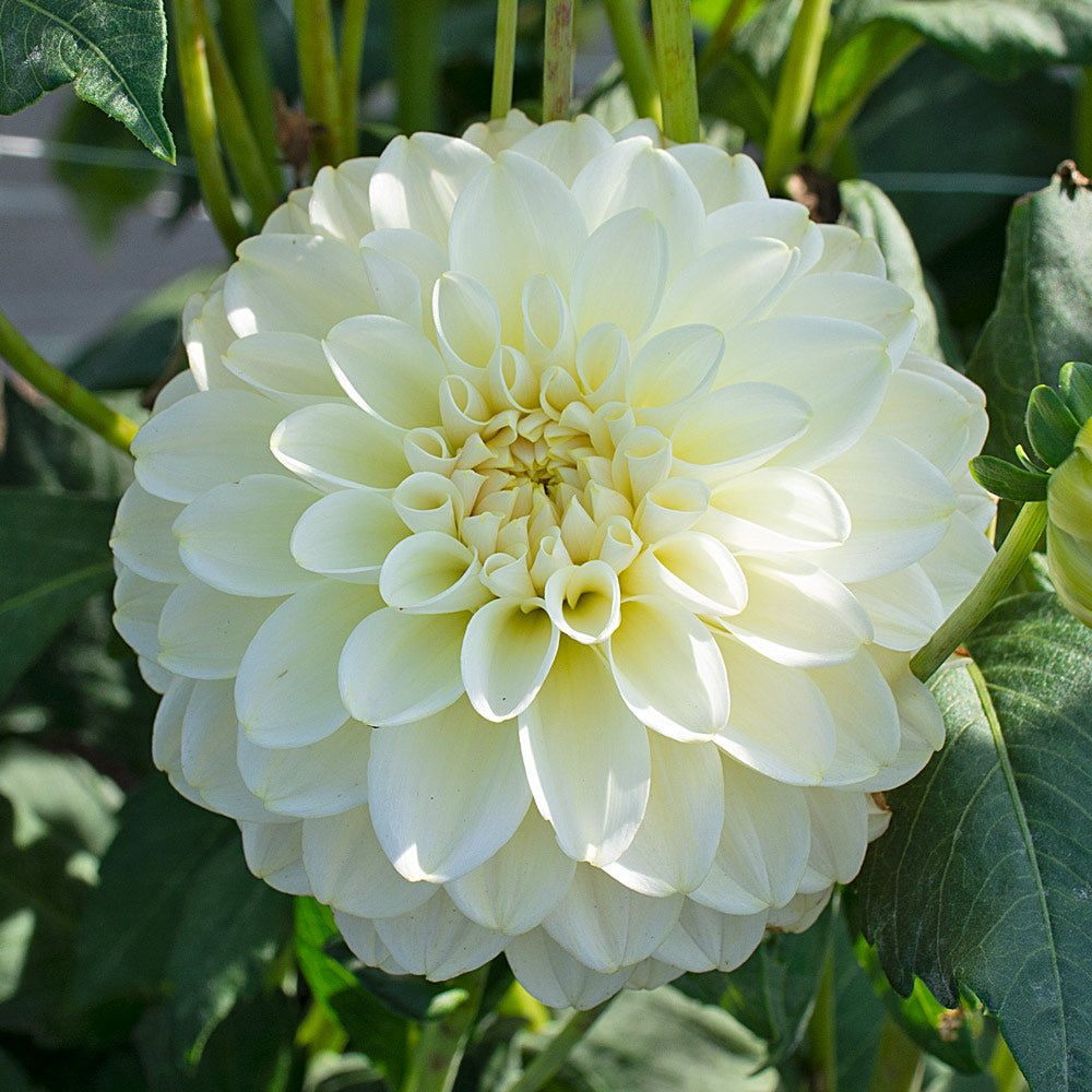 Let It Shine Dahlia Collection