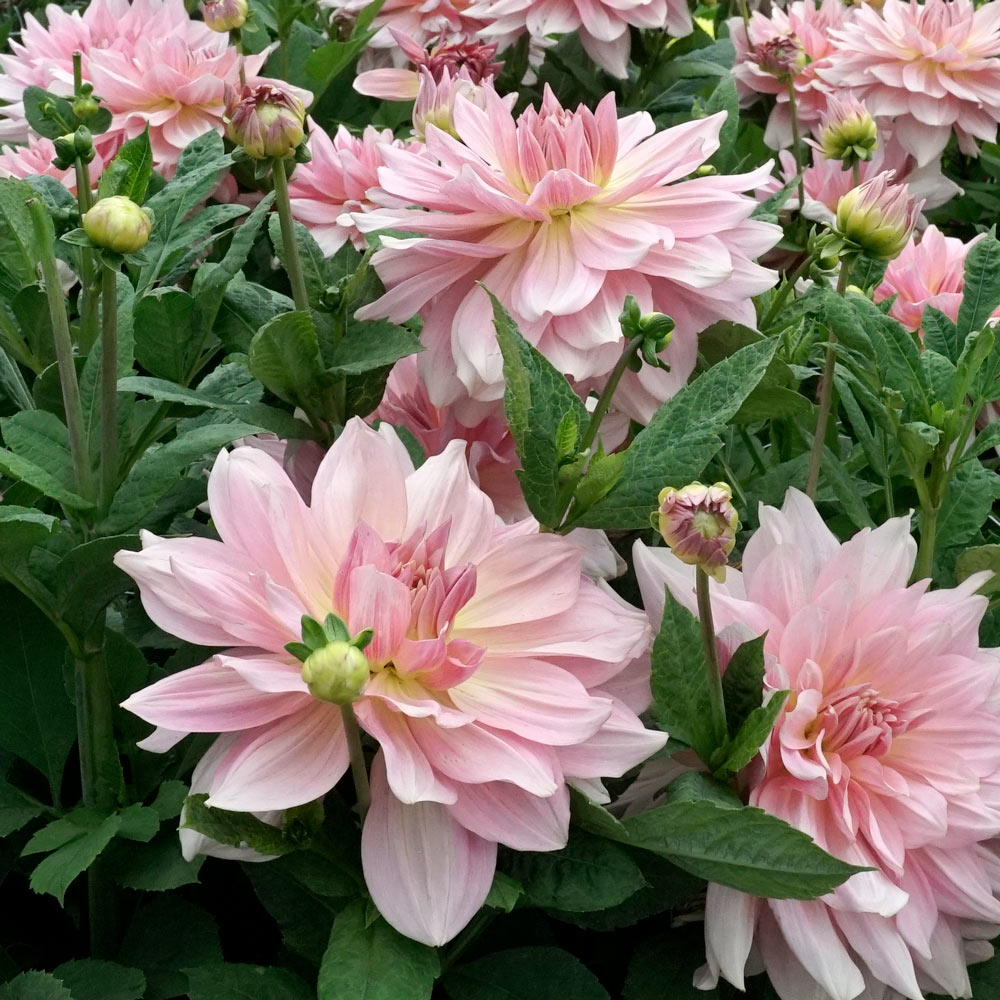The Big Six Dahlia Collection