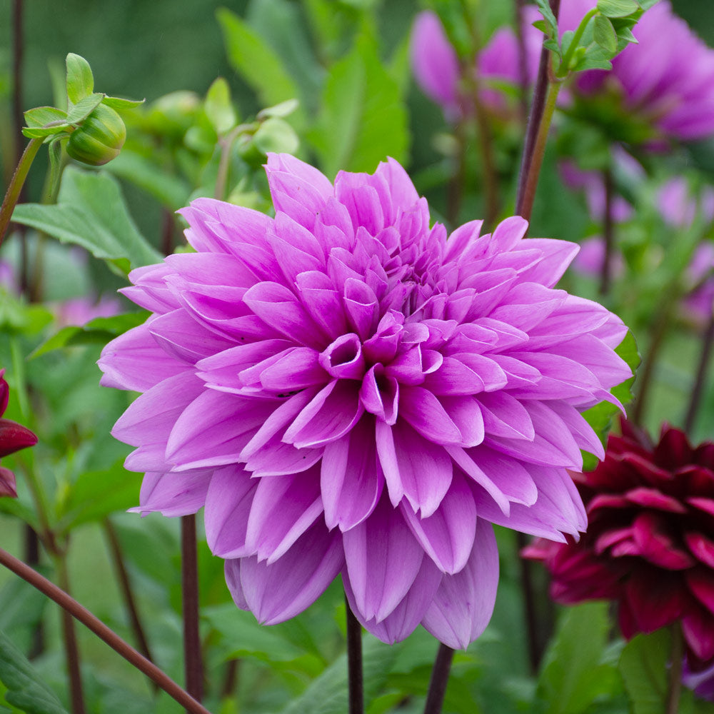 Lilac Time Dahlia Collection