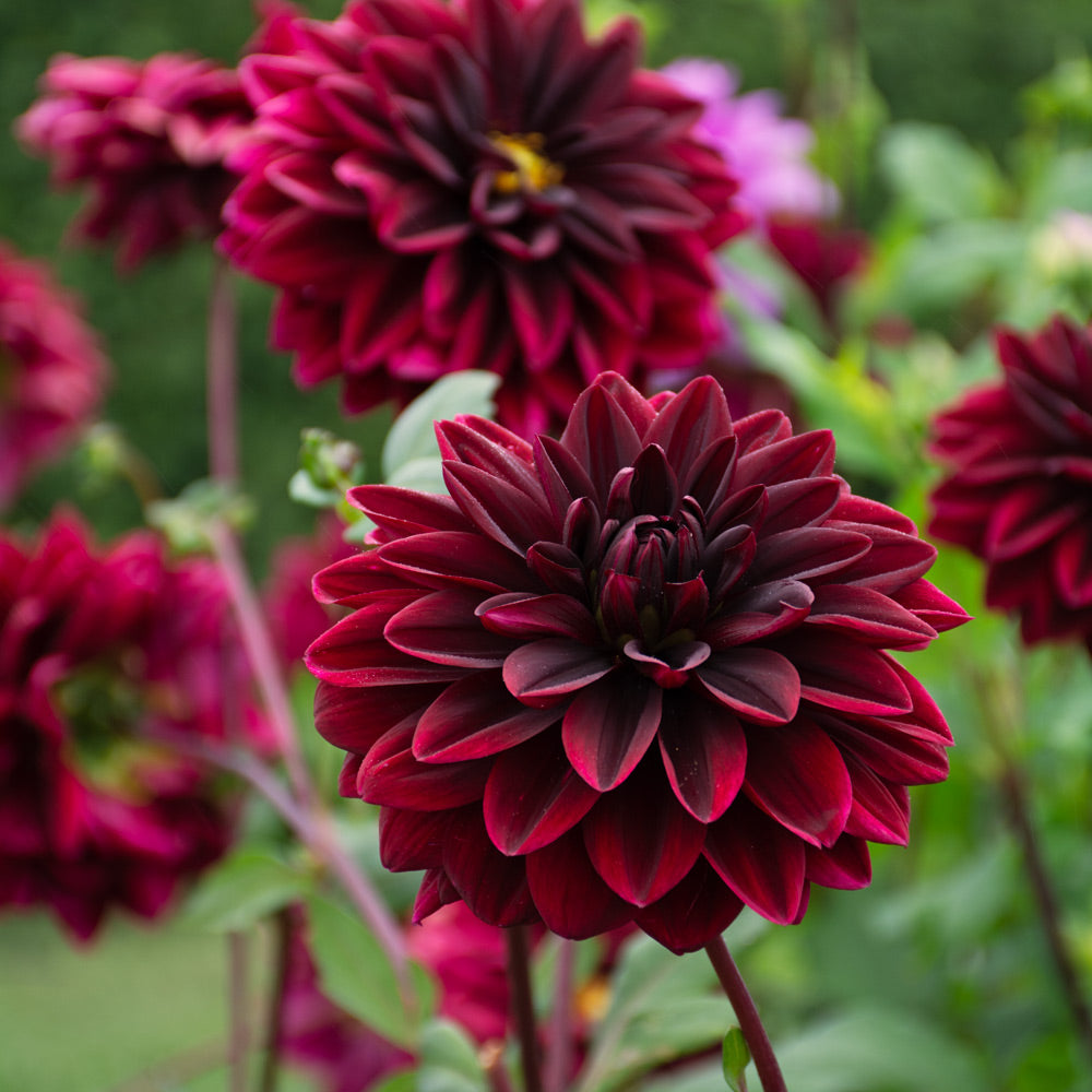 High Drama Dahlia Collection