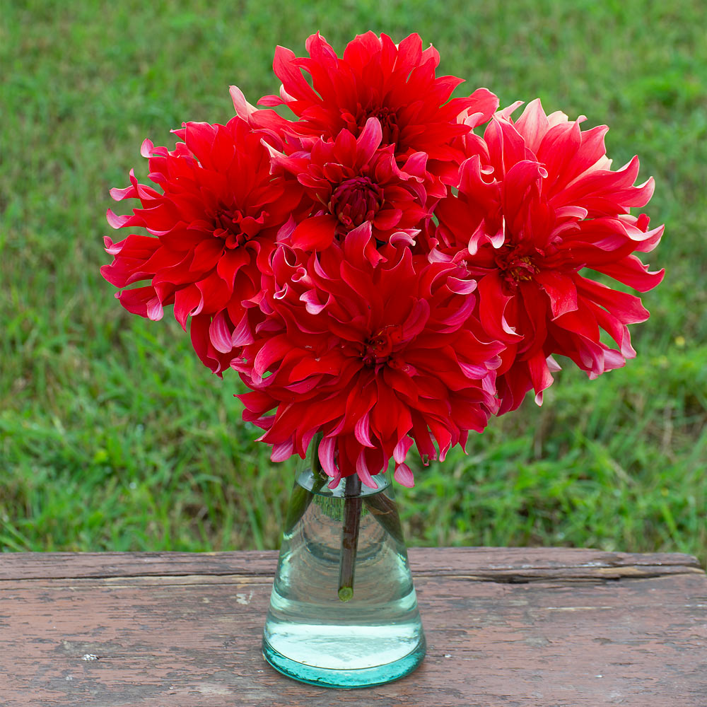 Dahlia 'Red Labyrinth'