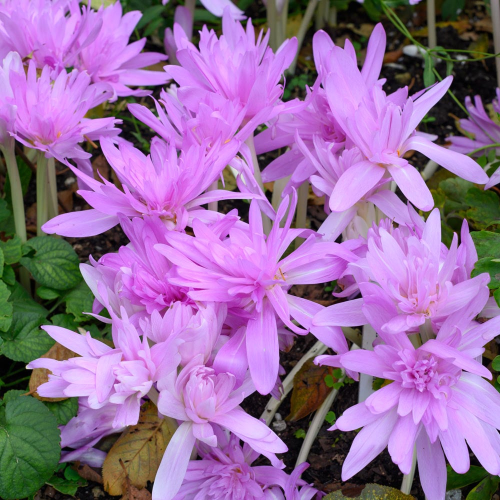 Colchicum 'Waterlily'