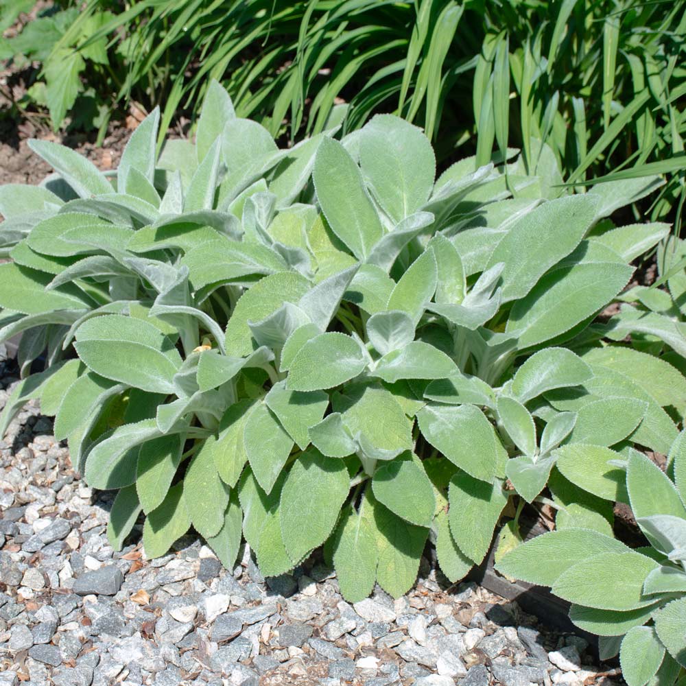 Stachys byzantina 'Big Ears'