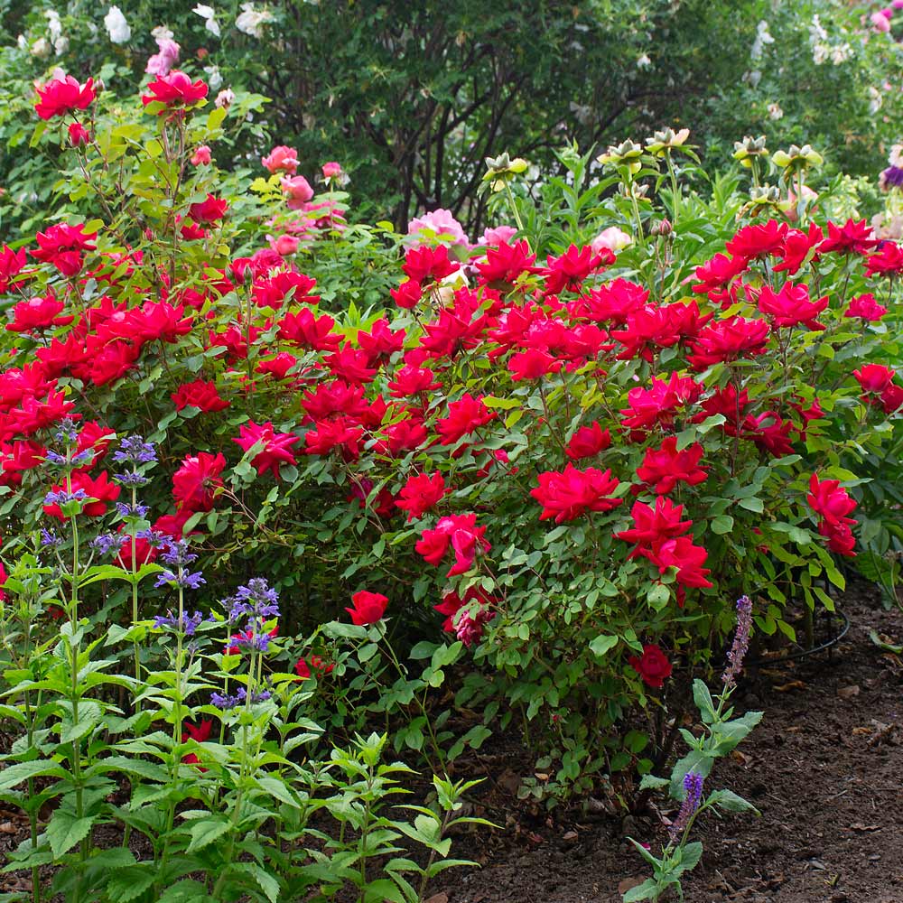 Rose Double Knock Out®