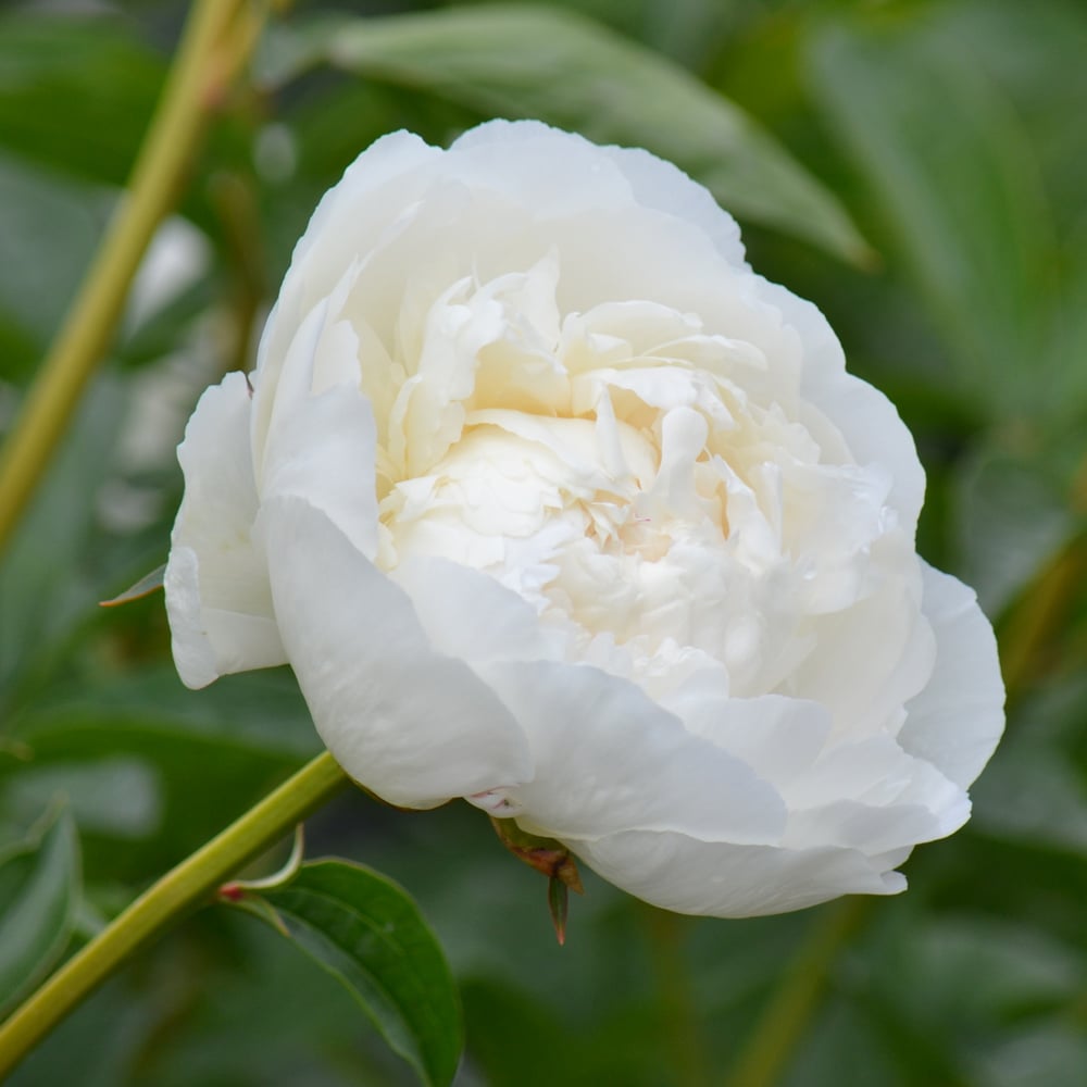 Peony 'Bowl of Cream'