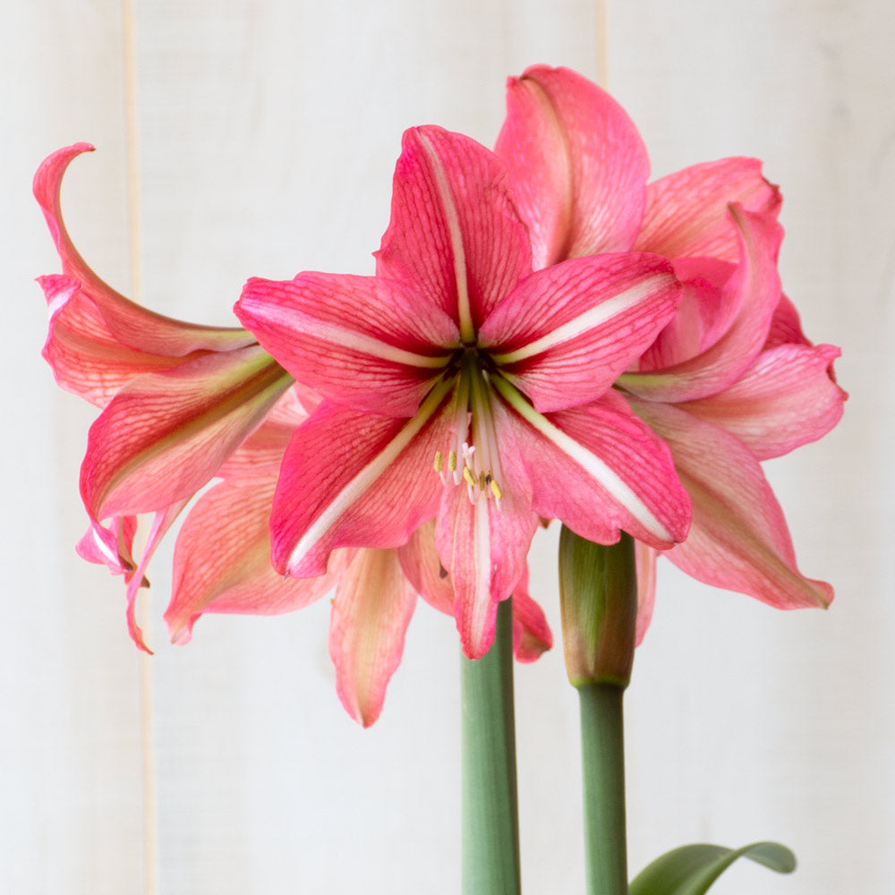 Amaryllis 'Pinkolo,' one bulb with tapered hurricane vase kit