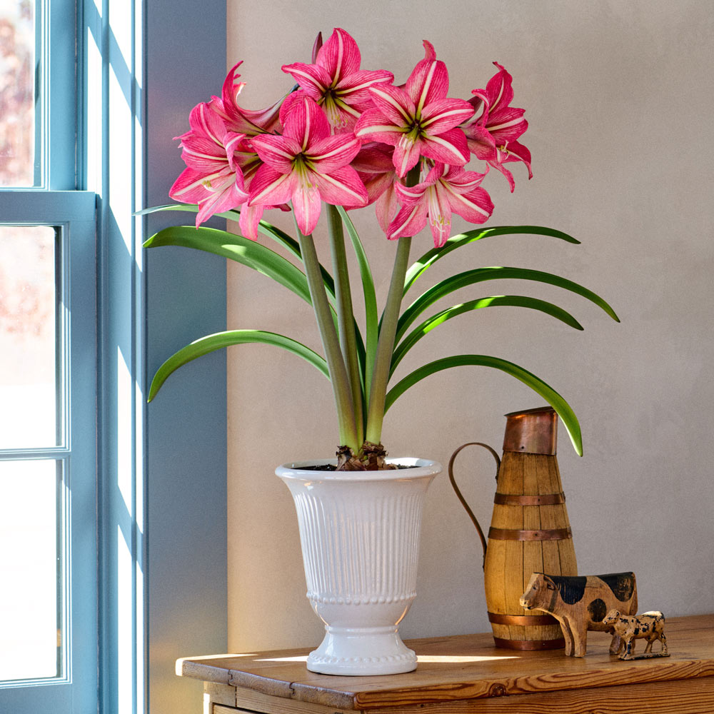 Amaryllis 'Pinkolo,' one bulb with White Beaded Urn Kit