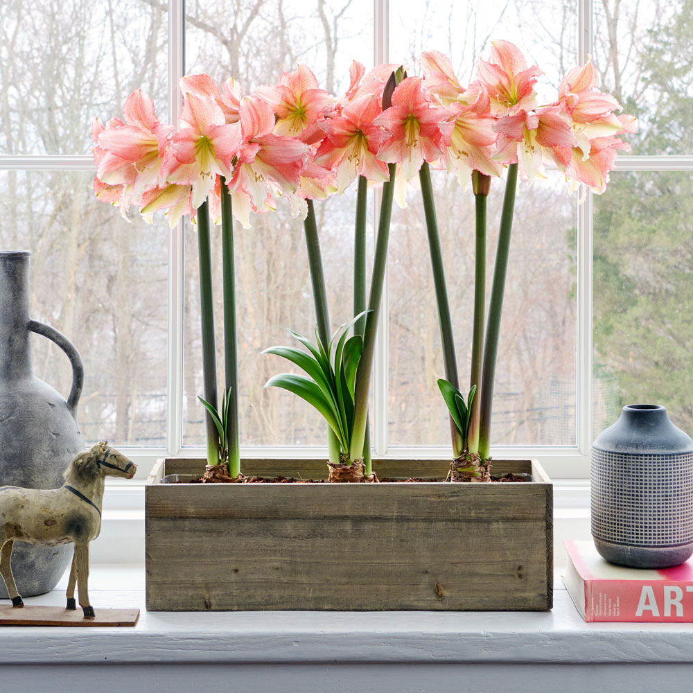 Amaryllis 'Tinkerbell,' 3 bulbs with wooden box planter kit