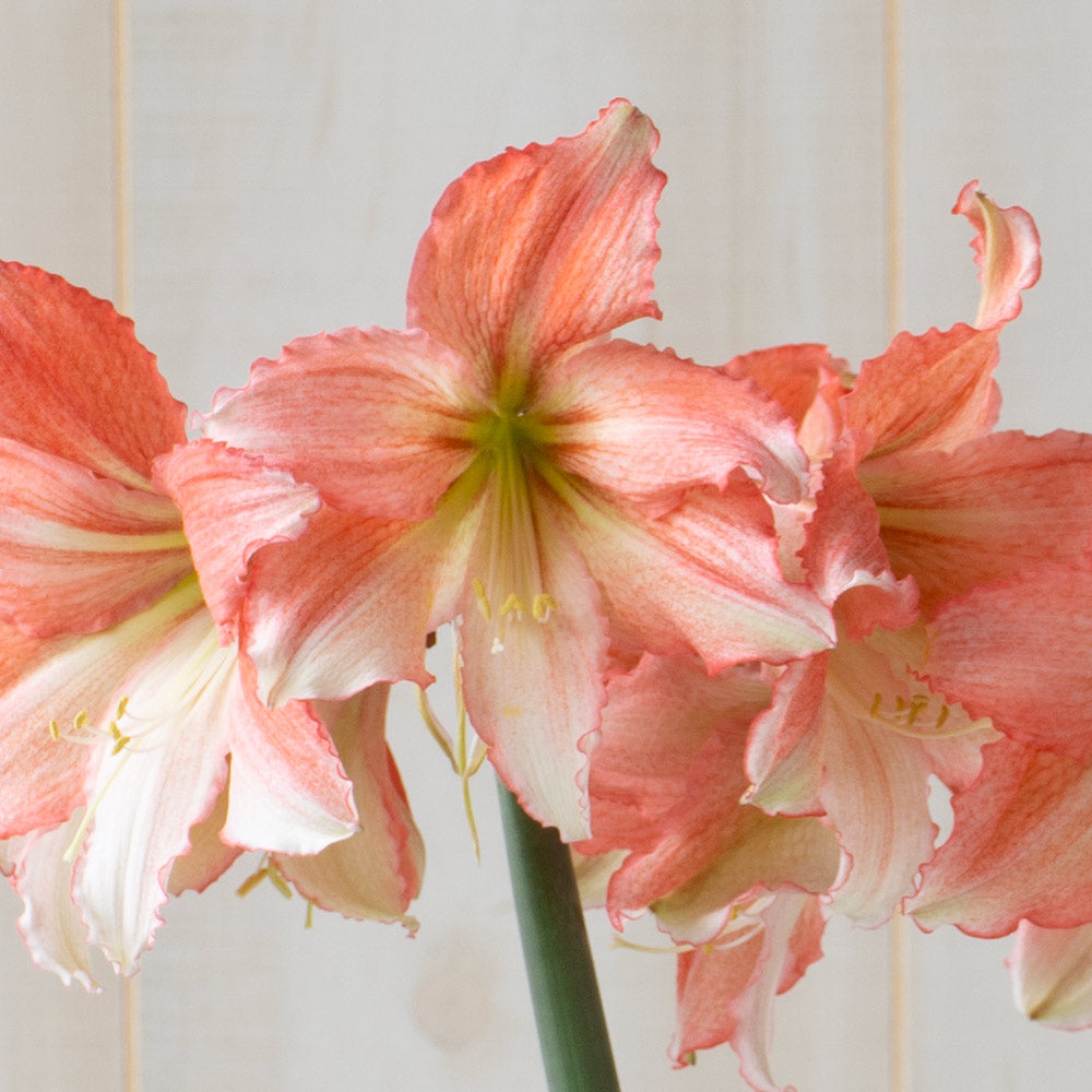 Amaryllis 'Tinkerbell,' one bulb with Dutch hurricane vase kit