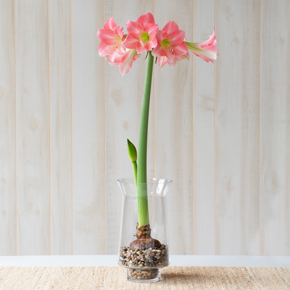 Amaryllis 'Rebecca,' one bulb with tapered hurricane vase kit