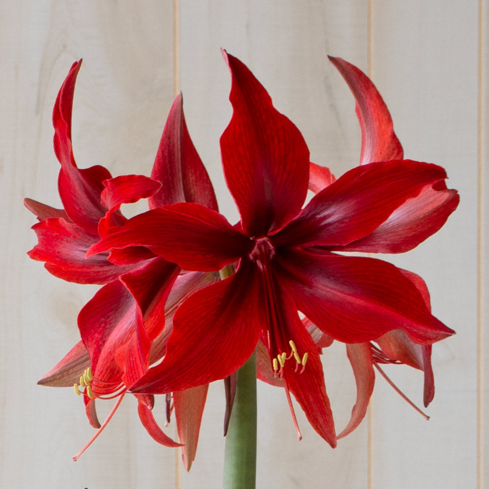 Amaryllis 'Red Amazone,' two nursery pots in natural jute basket