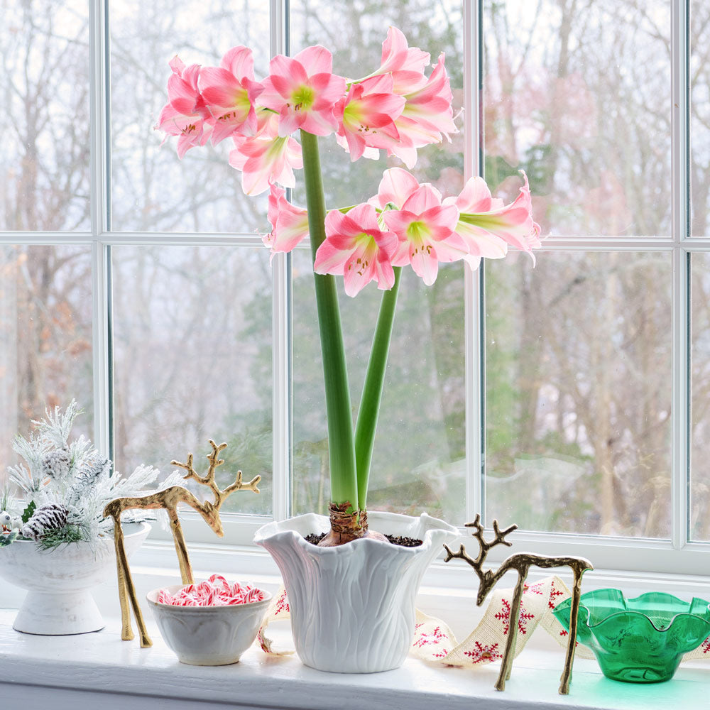 Amaryllis 'Rebecca'