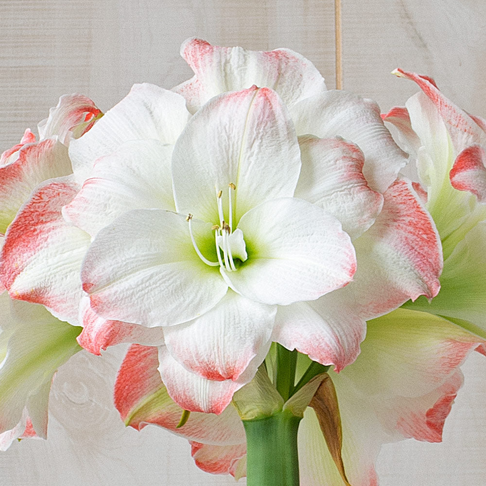 Amaryllis 'Candy Amadeus,' one bulb in natural jute basket