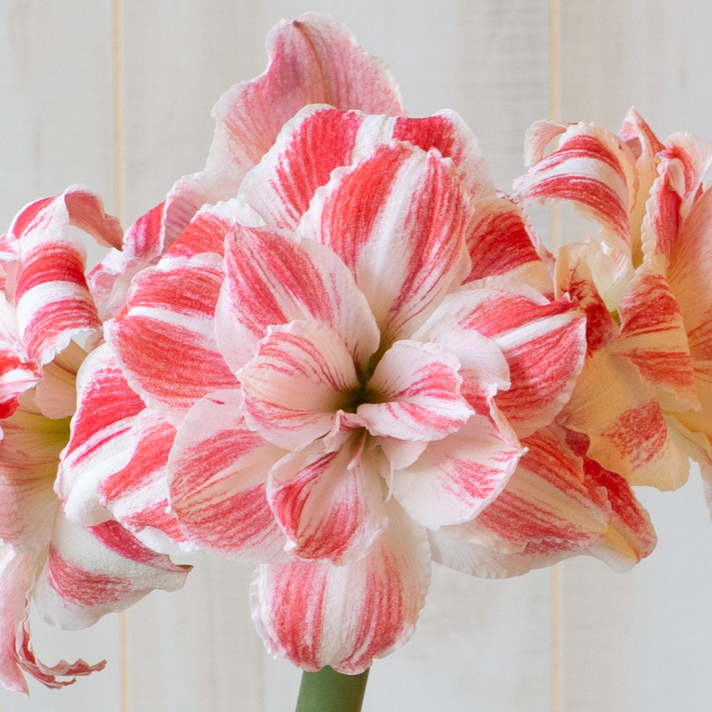 Amaryllis 'Amazing Belle,' one bulb in Touch of Gold Ceramic Cachepot kit