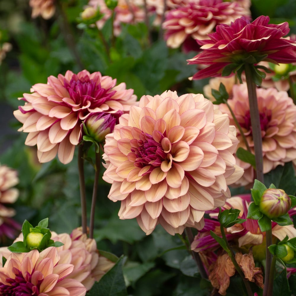 Dahlia 'Crème de Cognac'