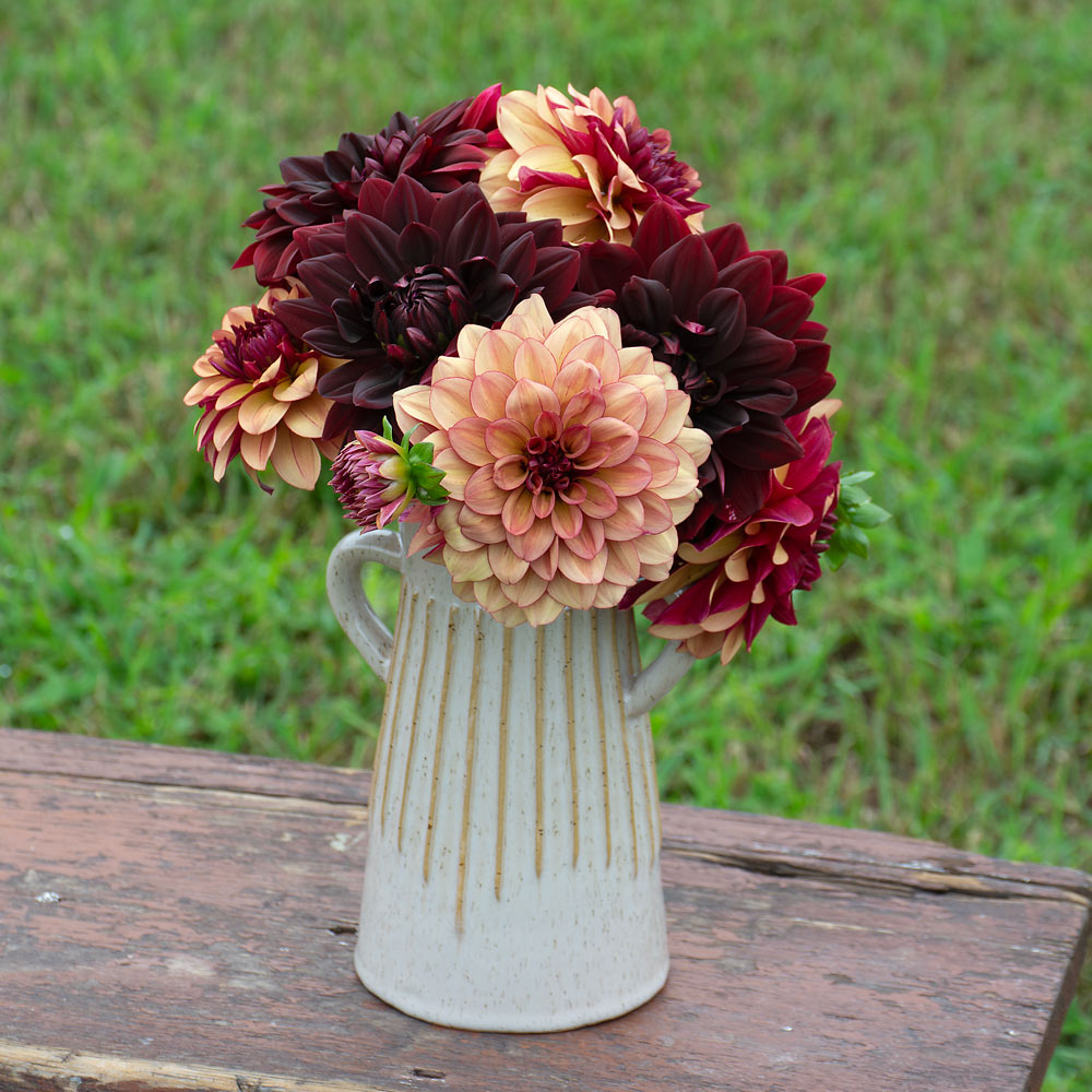 Dashing Duo Dahlia Collection